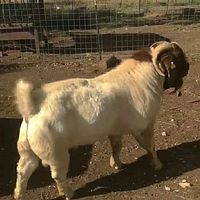 boerpurasangremexico