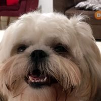 thor_o.brabo