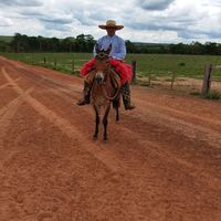 ronaldosilva7956