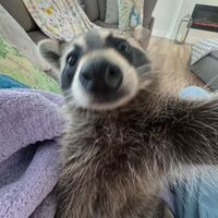 dur.cito