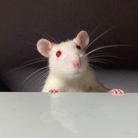 cleversafo
