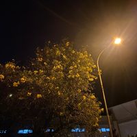 suara asli - puisi malam