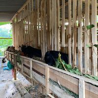 suara asli - AkramjayaFarm