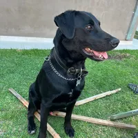 original sound - yanicampanella