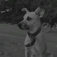 equipenozeirooficial