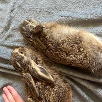 оригінальний аудіозапис