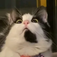 original sound - yourdailydepresso