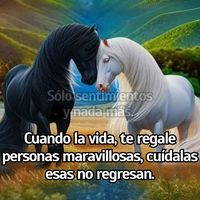 _alfredo335