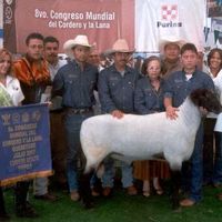 ranchoelolivosuffolks