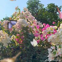 editsxcb12