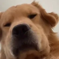 original sound - whosaguudboiiii