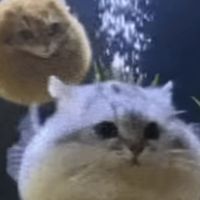 patrickfloof