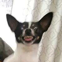 original sound - flowerandbros