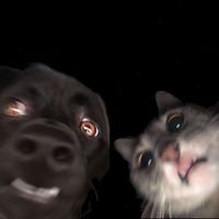 الصوت الأصلي