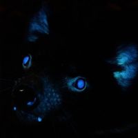 taxidermystery