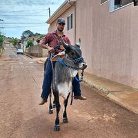 guilhermehenrique4710