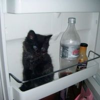 оригінальний звук