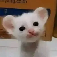 original sound - sillykittyfan