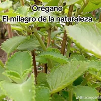 original sound - 731ie