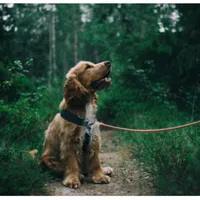 original sound - spanieluniversal