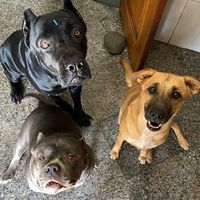 petsbrazuna