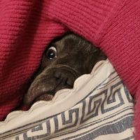 dantilus.the.frenchie