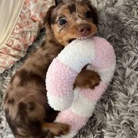 addiespamz01