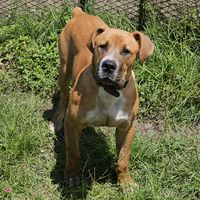 nextlevelboerboel