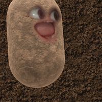 πρωτότυπος ήχος