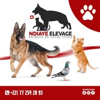 animaux_de_votre_choix