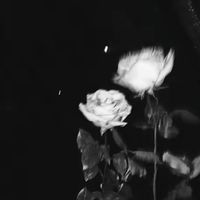 king._vg