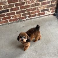 cchip9
