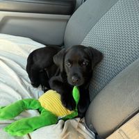 bruce_theblacklabrador