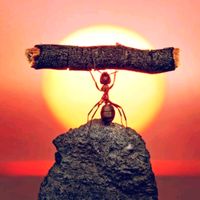 الصوت الأصلي