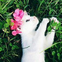 оригинальный звук