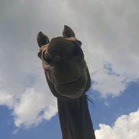 randomhorseinthefeild