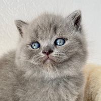 donias_bkh_cats