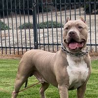americanbully_blood
