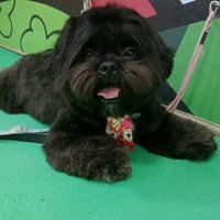 joeyshihtzu21