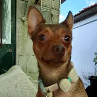 original sound - chacal_nato