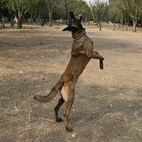 rocky.the.malinoi