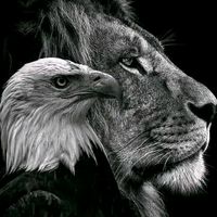 lacharmante764lionnedm