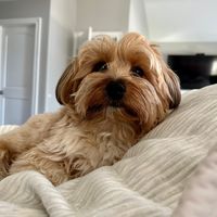 moe.themorkie