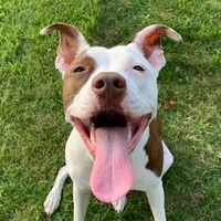radley_barkley