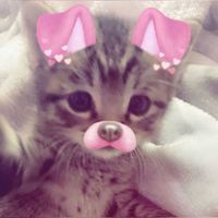 luvqtvas_