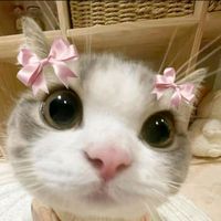 gatitos_para_dedicar._