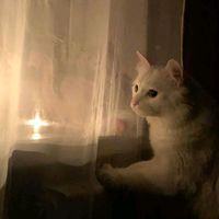 оригінальний звук