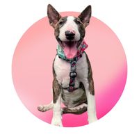 mocca.bullterrier