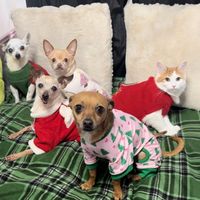 that_annoying_introvert