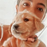 addzxdamelio